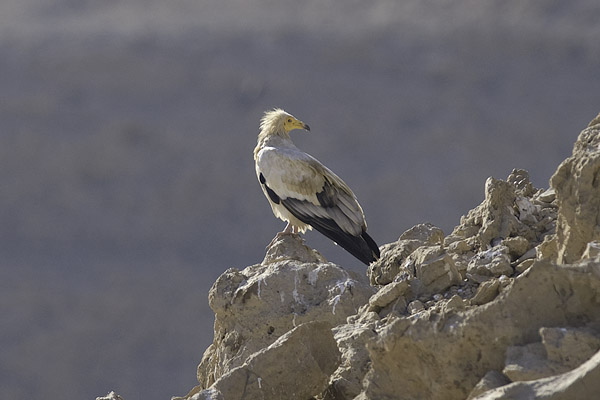 Pikkukorppikotka, Egyptian Vulture, Neophron percnopterus