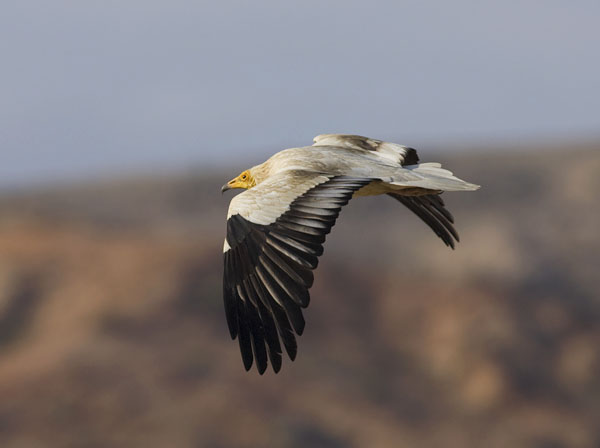 Pikkukorppikotka, Egyptian Vulture, Neophron percnopterus