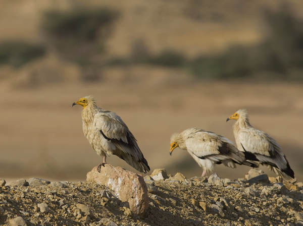 Pikkukorppikotka, Egyptian Vulture, Neophron percnopterus