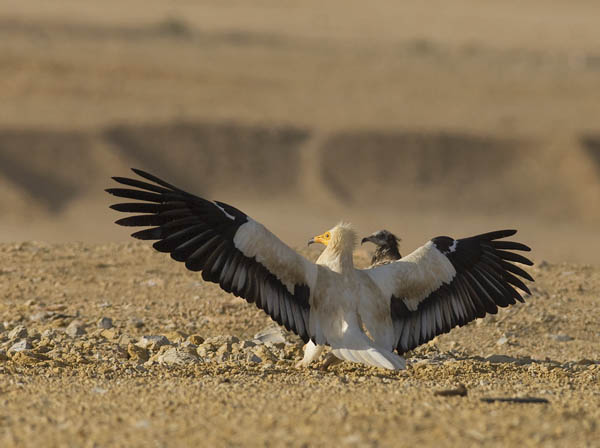 Pikkukorppikotka, Egyptian Vulture, Neophron percnopterus