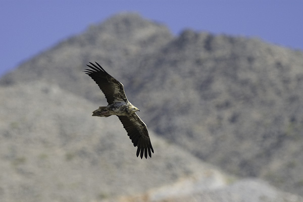 Pikkukorppikotka, Egyptian Vulture, Neophron percnopterus