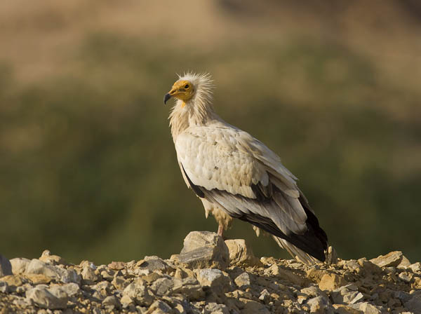 Pikkukorppikotka, Egyptian Vulture, Neophron percnopterus