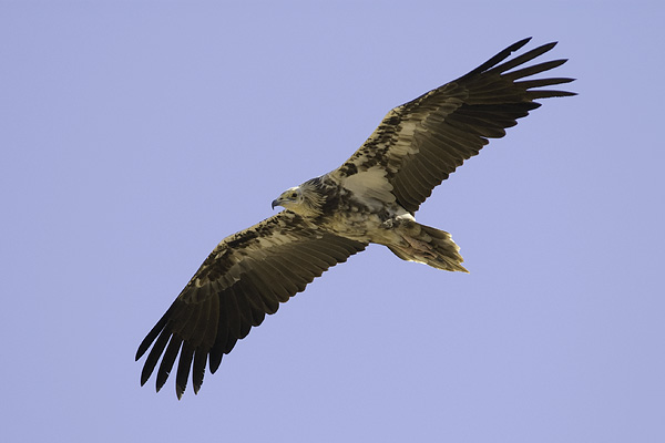 Pikkukorppikotka, Egyptian Vulture, Neophron percnopterus