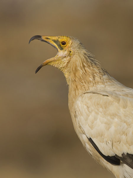 Pikkukorppikotka, Egyptian Vulture, Neophron percnopterus
