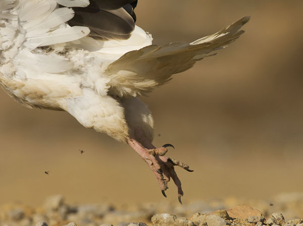Pikkukorppikotka, Egyptian Vulture, Neophron percnopterus