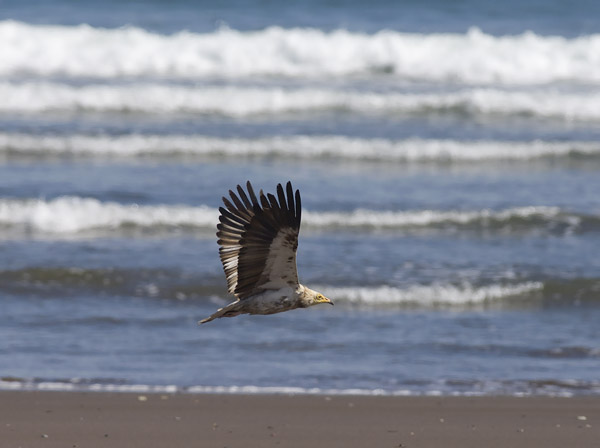 Pikkukorppikotka, Egyptian Vulture, Neophron percnopterus