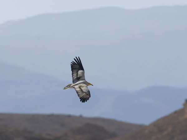 Pikkukorppikotka, Egyptian Vulture, Neophron percnopterus