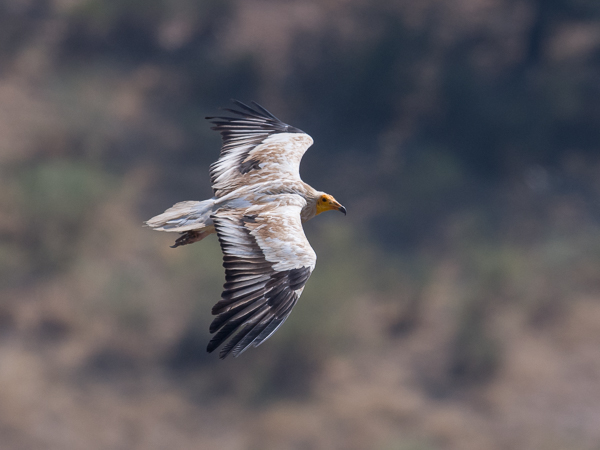 Pikkukorppikotka, Egyptian Vulture, Neophron percnopterus