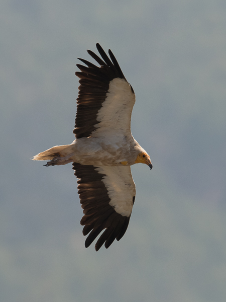 Pikkukorppikotka, Egyptian Vulture, Neophron percnopterus