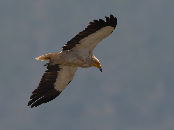 Pikkukorppikotka, Egyptian Vulture, Neophron percnopterus