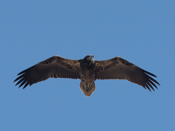 Pikkukorppikotka, Egyptian Vulture, Neophron percnopterus