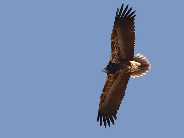 Pikkukorppikotka, Egyptian Vulture, Neophron percnopterus