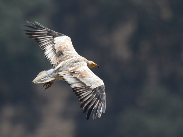 Pikkukorppikotka, Egyptian Vulture, Neophron percnopterus