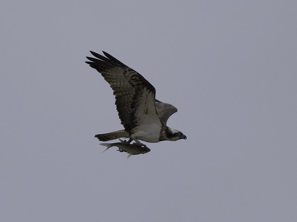 Sääksi, Osprey, Pandion haliaetus