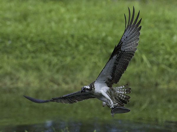Sääksi, Osprey, Pandion haliaetus