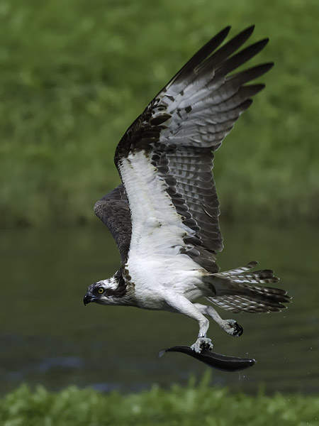 Sääksi, Osprey, Pandion haliaetus