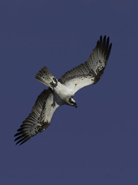 Sääksi, Osprey, Pandion haliaetus