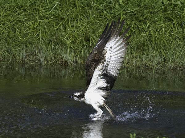 Sääksi, Osprey, Pandion haliaetus