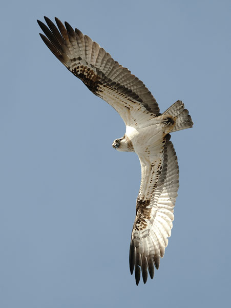 Sääksi, Osprey, Pandion haliaetus