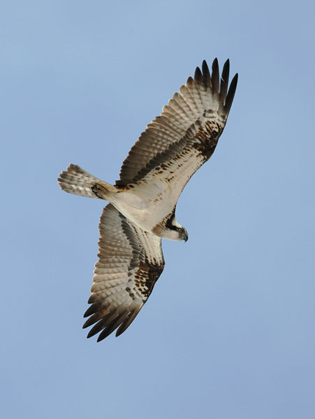 Sääksi, Osprey, Pandion haliaetus