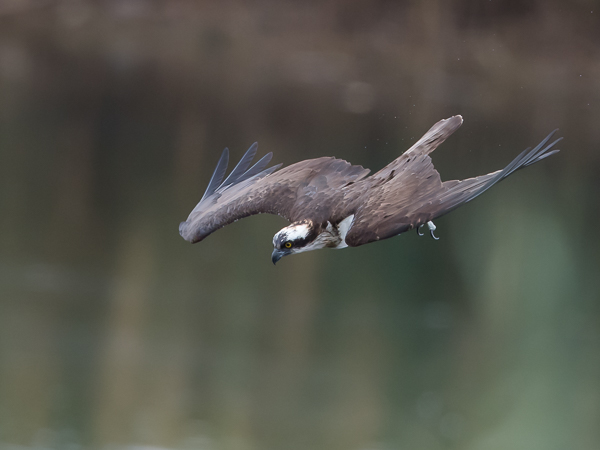 Sääksi, Osprey, Pandion haliaetus