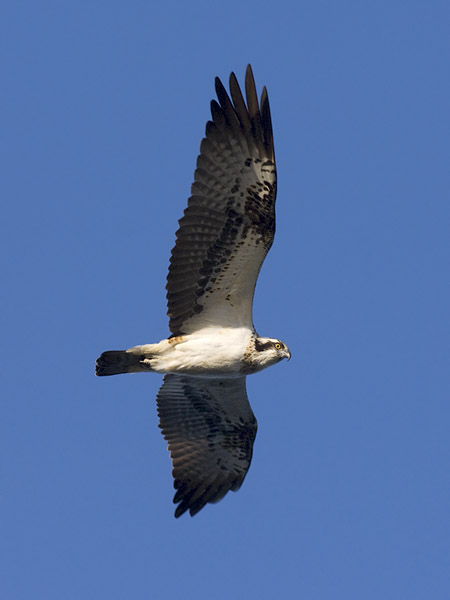 Sääksi, Osprey, Pandion haliaetus