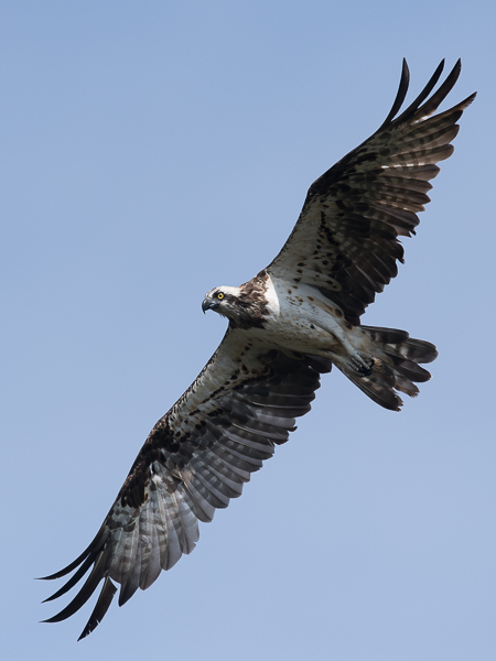 Sääksi, Osprey, Pandion haliaetus