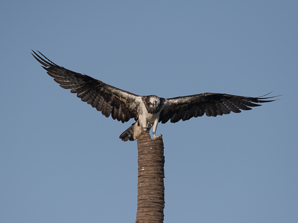 Sääksi, Osprey, Pandion haliaetus
