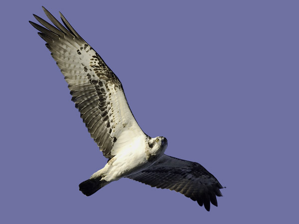 Sääksi, Osprey, Pandion haliaetus
