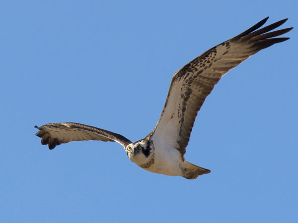 Sääksi, Osprey, Pandion haliaetus
