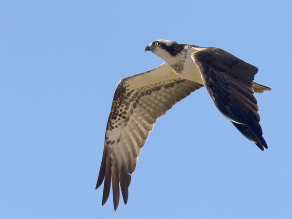 Sääksi, Osprey, Pandion haliaetus