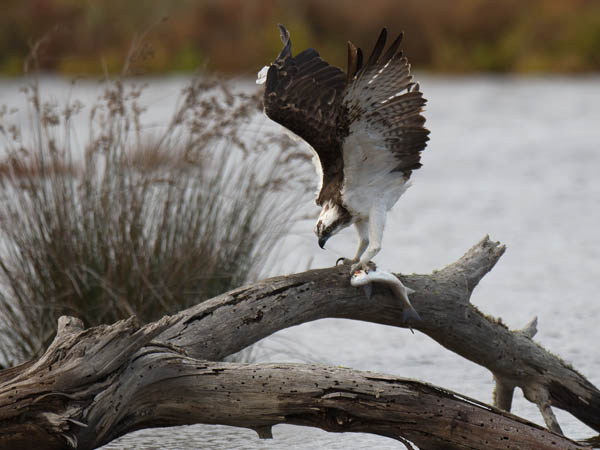 Sääksi, Osprey, Pandion haliaetus