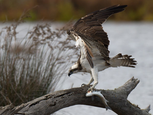 Sääksi, Osprey, Pandion haliaetus