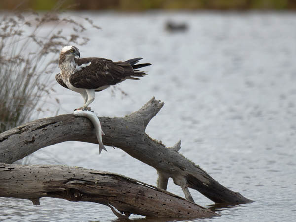 Sääksi, Osprey, Pandion haliaetus