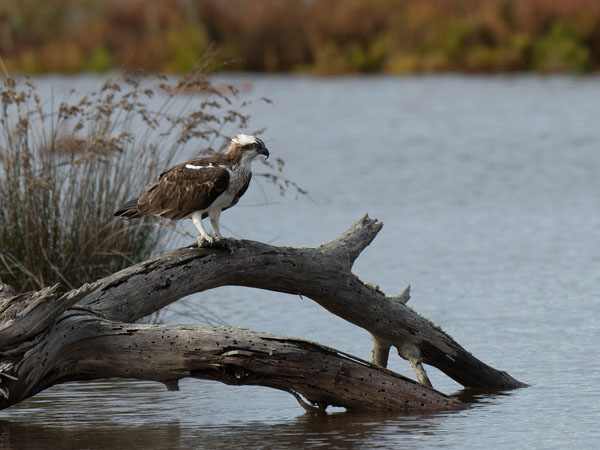 Sääksi, Osprey, Pandion haliaetus