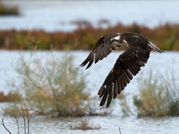 Sääksi, Osprey, Pandion haliaetus