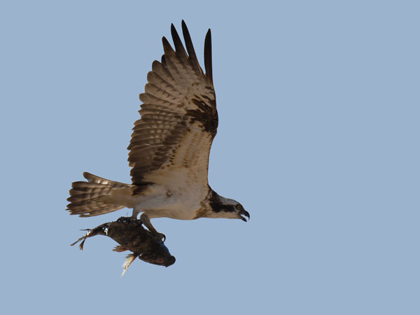 Sääksi, Osprey, Pandion haliaetus