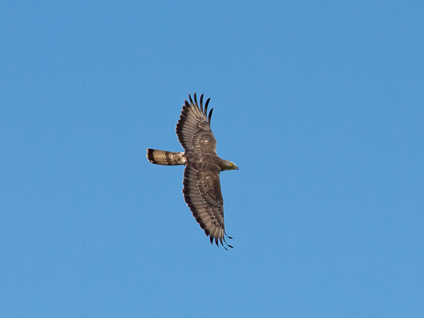 Mehiläishaukka, European Honey Buzzard, Pernis apivorus