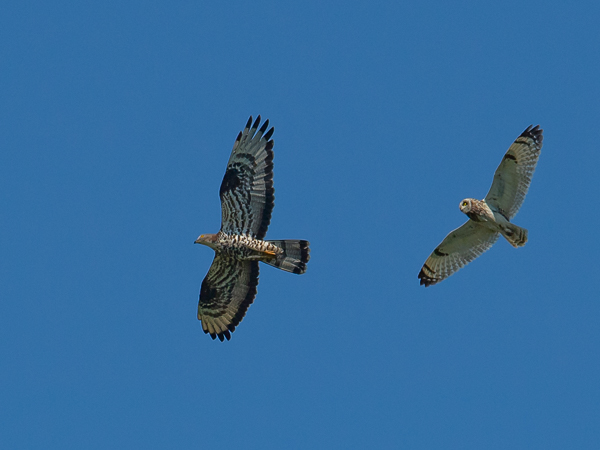 Mehiläishaukka, European Honey Buzzard, Pernis apivorus