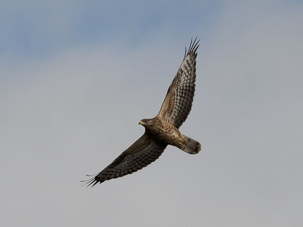 Mehiläishaukka, European Honey Buzzard, Pernis apivorus