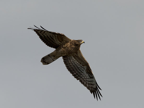 Mehiläishaukka, European Honey Buzzard, Pernis apivorus
