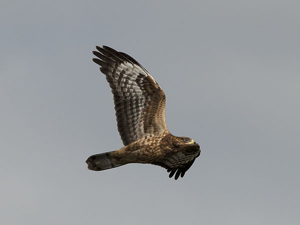 Mehiläishaukka, European Honey Buzzard, Pernis apivorus