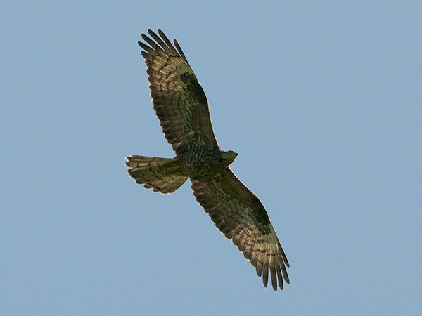 Mehiläishaukka, European Honey Buzzard, Pernis apivorus