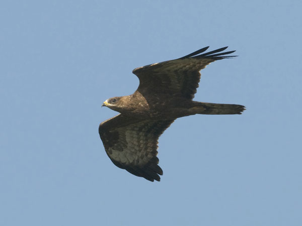 Mehiläishaukka, European Honey Buzzard, Pernis apivorus