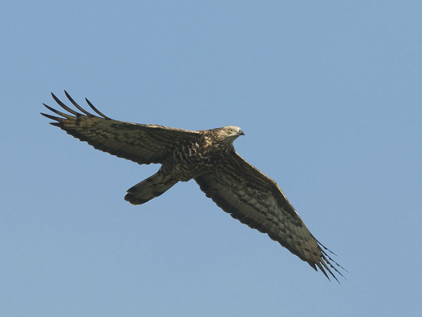 Mehiläishaukka, European Honey Buzzard, Pernis apivorus