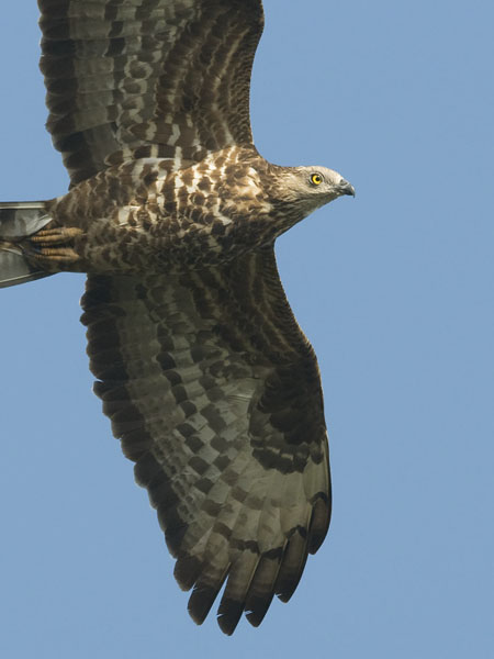 Mehiläishaukka, European Honey Buzzard, Pernis apivorus