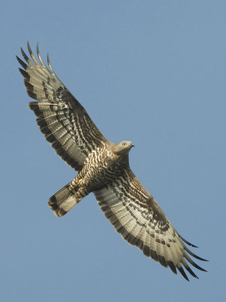 Mehiläishaukka, European Honey Buzzard, Pernis apivorus