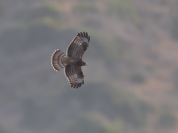 Mehiläishaukka, European Honey Buzzard, Pernis apivorus