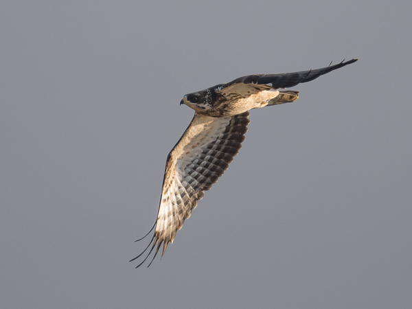 Mehiläishaukka, European Honey Buzzard, Pernis apivorus