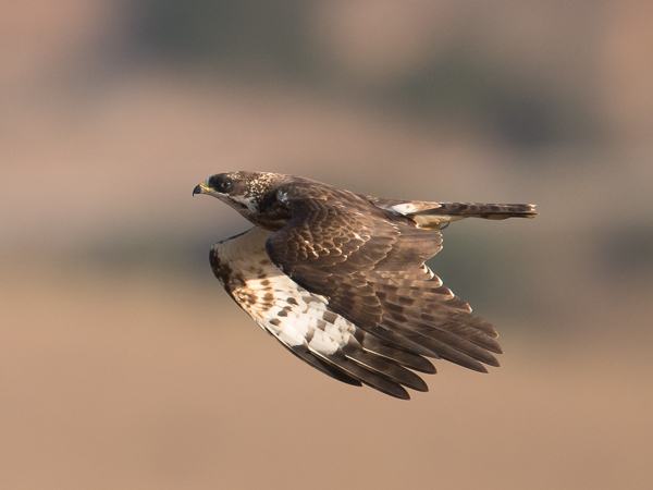 Mehiläishaukka, European Honey Buzzard, Pernis apivorus